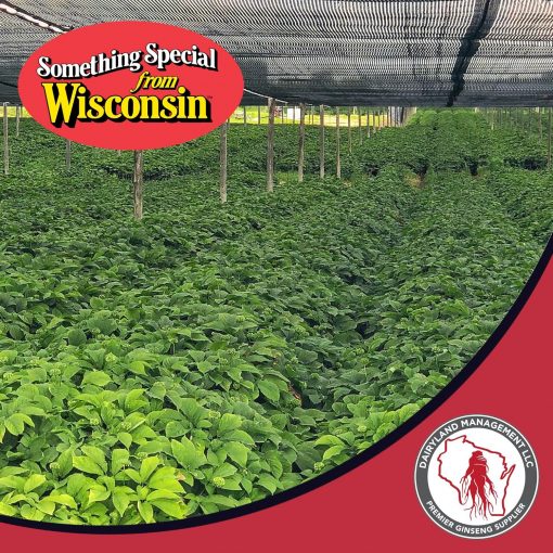 Dairyland American Ginseng Powder - 113 gram